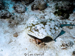 Cortez Round Stingray..  F8/200 ISO 200 one YS100A strobe. by Len Nuttall 